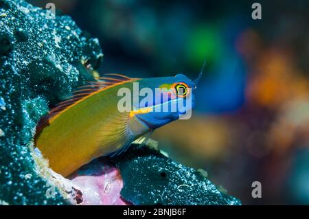 Tailspot blennie (Ecsenius stigmatura) Raja Ampat, West Papua, Indonesien. Stockfoto