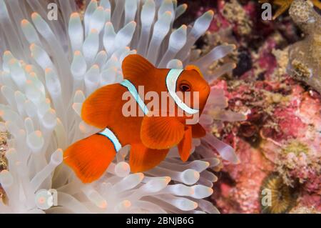 Spinecheek anemonefish (Premnas biaculeatus) Männchen mit gebleichtem Anemon, Bunaken Nationalpark, Nord-Sulawesi, Indonesien Stockfoto