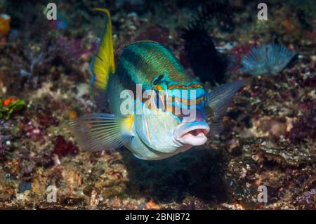 Regenbogen / Weißfleck-Einachsbrasse (Scolopis temporalis) West Papua, Indonesien Stockfoto