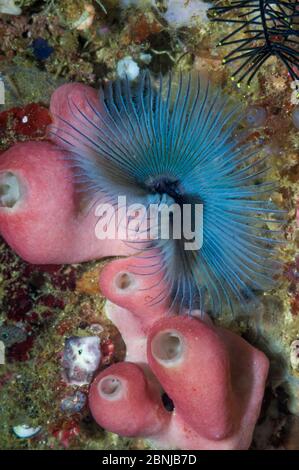 Fächerwurm (Sabella sp) und unbekannter Schwamm, Raja Ampat, West Papua, Indonesien. Stockfoto