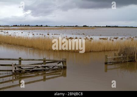 Steart Marshes, WWT Reserve, überflutet bei Flut, Somerset, Großbritannien, April 2016. Stockfoto