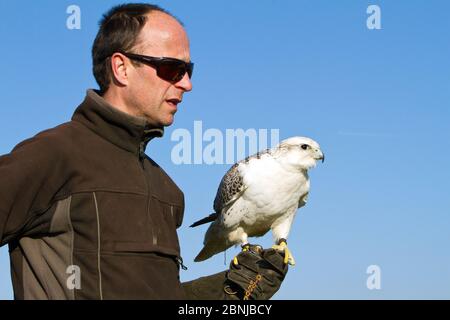 Gyrfalcon (Falco rusticolus) Kreuz Sakerfalke (Falco cherrug) Erwachsene Hündin, gefangener Vogel, teilweise gezüchtet mit Sakerfalken, mit Trainer Lloyd Buck, einige Stockfoto