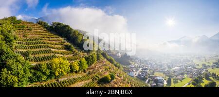 Luftpanorama von Weinbergen mit Dorf von der Sonne im Herbst beleuchtet, Berbenno, Valtellina, Lombardei, Italien, Europa Stockfoto