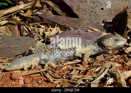 Bobtail Tiliqua (Trachydosaurus rugosa) gefangen, kommt in Australien vor. Stockfoto