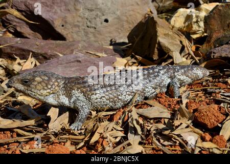 Bobtail Tiliqua (Trachydosaurus rugosa) gefangen, kommt in Australien vor. Stockfoto