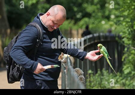 Ein Mann füttert im Hyde Park in London einen Sittich und ein Eichhörnchen, nachdem Maßnahmen eingeführt wurden, um das Land aus der Blockierung zu bringen. Stockfoto