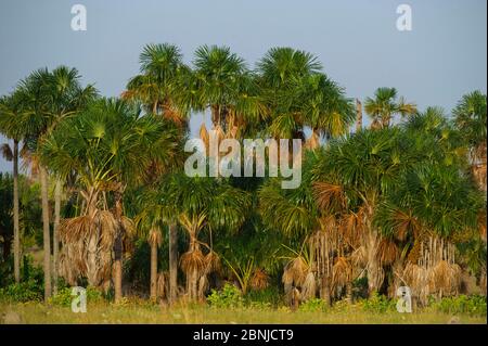 Mauritia/Moriche Palm (Mauritia flexuosa) für thatching, Rurununi Savanne, Guyana, Südamerika Stockfoto