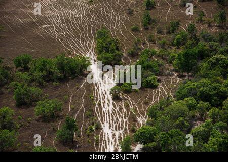 Luftaufnahme von Viehwegen auf Rupununi Savanne, Guyana, Südamerika Stockfoto