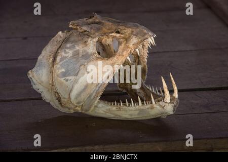 Aimara (Hoplias aimara) Schädel, Dadanawa Ranch (eine Rinderfarm, eine der größten privaten Ranches der Welt) Süd Rupununi Savanne, Guyana, Süd Stockfoto