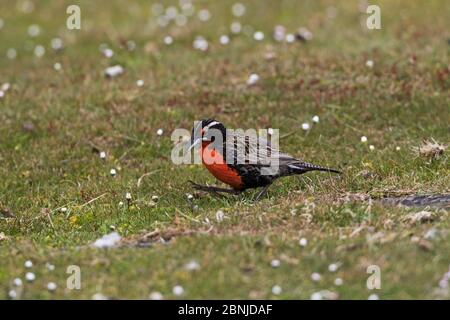 Langschwanzlerche (Sturnella loyca falklandica) auf Gänseblümchen bedecktem Grasland, Bleaker Island, Falklandinseln, November. Stockfoto