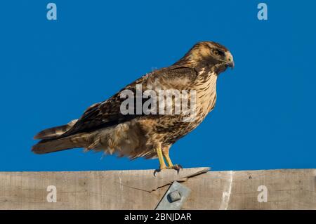 Schwarzkestenadler (Geranoaetus melanoleucus) Jugendporträt, La Pampa, Argentinien Stockfoto