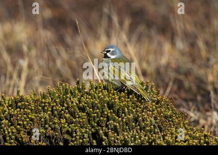 Schwarzkehlfink (Melanodera melanodera melanodera) auf der Diddle-dee (Empetrum rubrum) Seelöweninsel, Falklandinseln, November. Stockfoto