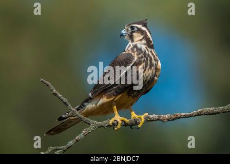 Aplomado falcon (Falco femoralis) La Pampa Argentinien Stockfoto