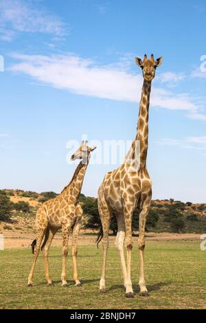 Giraffe (Giraffa camelopardalis) Erwachsene mit Kalb, Kgalagadi Transfrontier Park, Northern Cape, Südafrika Stockfoto