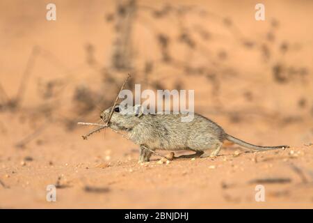 Brents pfeifende Ratte (Parotomys brantsii), die im Kalahari, Kgalagadi Transfrontier Park, Northern Cape, Südafrika, auf Nahrungssuche ist Stockfoto