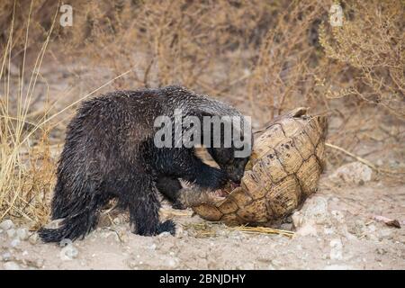 Honigdachs / Ratel (Mellivora capensis), der Leopardschildkröte (Geochelone pardalis) isst, Kgalagadi Transfrontier Park, Nordkap, Südafrika Stockfoto