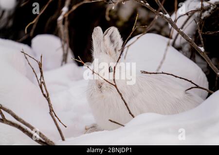 White Schneeschuh Hare sitzt in seinem verschneiten Bau, Denali National Park, Alaska, Vereinigte Staaten von Amerika, Nordamerika Stockfoto