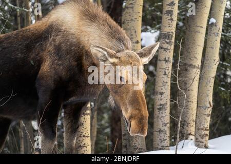 Ein Alaskan Elch im Winter durch den Denali Nationalpark, Alaska, Vereinigte Staaten von Amerika, Nordamerika Stockfoto
