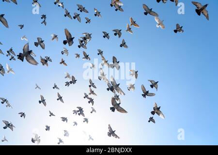 Schar von Felstauben (Steintauben) (Tauben) (Columba livia) in Mykonos, Kykladen, griechischen Inseln, Griechenland, Europa Stockfoto