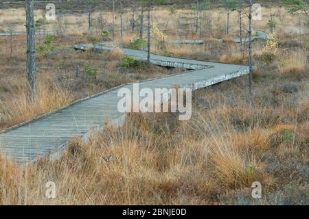 Angehobene Board Walk über Dersingham Bog National Nature Reserve, Norfolk, UK November Stockfoto