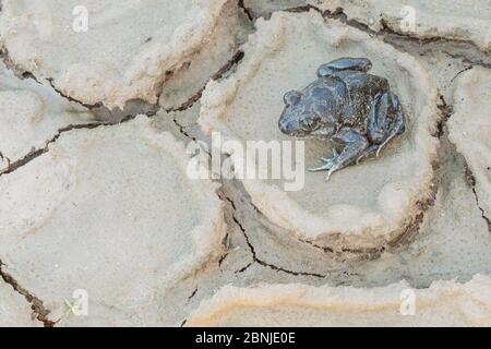 Westliche Spadfoot-Kröte (Pelobates cultripes) Algarve, Portugal Stockfoto