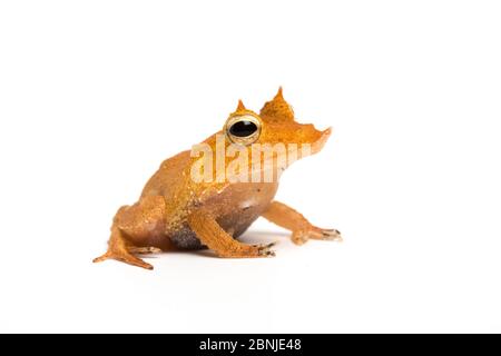 Salomonen leaf Frog/Wimpern Frosch oder Guenther's Dreieck Frosch (Cornufer guentheri, ehemals Ceratobatrachus guentheri) unverlierbaren Stockfoto