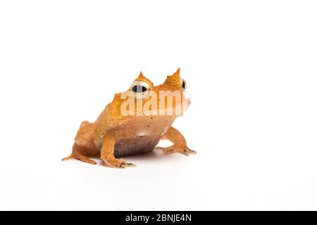 Salomonen leaf Frog/Wimpern Frosch oder Guenther's Dreieck Frosch (Cornufer guentheri, ehemals Ceratobatrachus guentheri) unverlierbaren Stockfoto