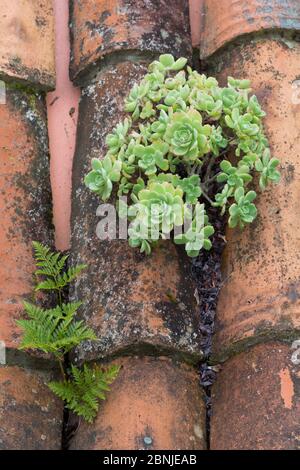 (Aeonium castello-paivae) endemisch zu La Gomera und ein Farn (Davallia canariense) wächst auf einem Terrakotta-Dach, Las Rosas, La Gomera, Kanarische Inseln, Sp Stockfoto