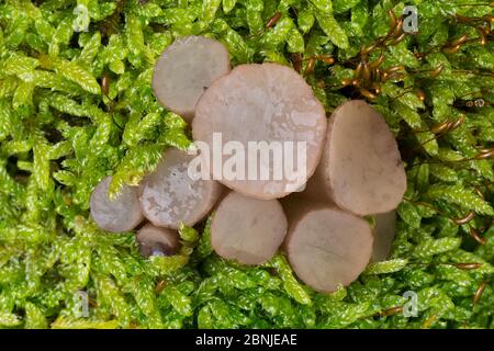 Beech-Jellydisc-Pilz (Neobulgaria pura) wächst in Zypressenblättrigen Zopf Moos (Hypum cupressiforme) Peak District National Park, Derbyshire, UK Octob Stockfoto