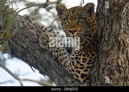 Leopard (Panthera pardus) ruht im Baum, Londolozi Private Game Reserve, Sabi Sand Game Reserve, Südafrika. Stockfoto