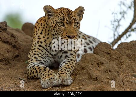 Leopard (Panthera pardus) Ruhe, Londolozi Private Game Reserve, Sabi Sand Game Reserve, Südafrika. Stockfoto