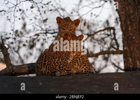 Leopard (Panthera pardus) zwei Junge spielen im Baum am späten Nachmittag Licht, Londolozi Private Game Reserve, Sabi Sand Game Reserve, Südafrika. Stockfoto