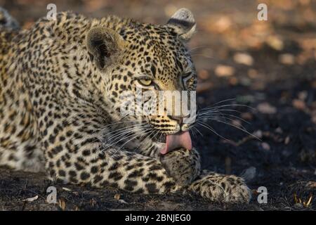 Leopard (Panthera pardus) Pflege, Londolozi Private Game Reserve, Sabi Sand Game Reserve, Südafrika. Stockfoto