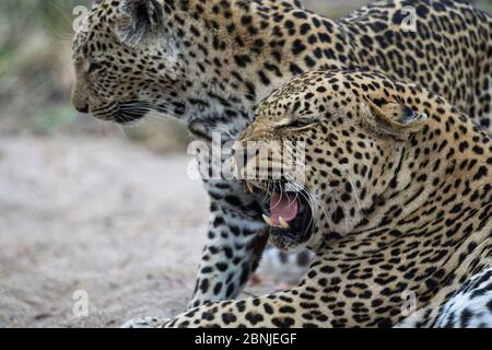 Leopard (Panthera pardus) Gähnen mit Jugendlichen, Londolozi Private Game Reserve, Sabi Sand Game Reserve, Südafrika. Stockfoto