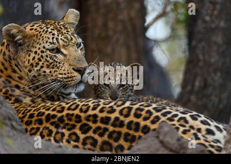 Leopard (Panthera pardus) Mutter ruht mit Jungen Londolozi Private Game Reserve, Sabi Sand Game Reserve, Südafrika. Stockfoto