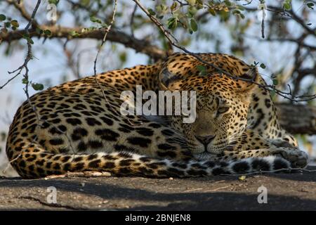 Leopard (Panthera pardus) Ruhe, Londolozi Private Game Reserve, Sabi Sand Game Reserve, Südafrika. Stockfoto