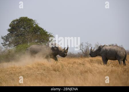 Weiße Nashörner (Ceratotherium simum) zwei in der Savanne, Londolozi Private Game Reserve, Sabi Sand Game Reserve, Südafrika. Stockfoto