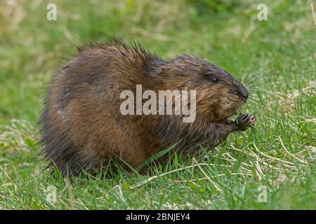 Muskrat (Ondatra zibethicus) grasend, Acadia National Park, Maine, USA. Mai. Stockfoto