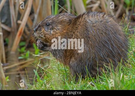 Muskrat (Ondatra zibethicus) Fütterung, Acadia National Park, Maine, USA. Mai. Stockfoto