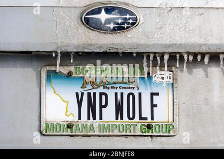 Fahrzeugschein, YNP WOLF, eines Wolfsbeobachters im Yellowstone National Park, Wyoming, USA. Stockfoto