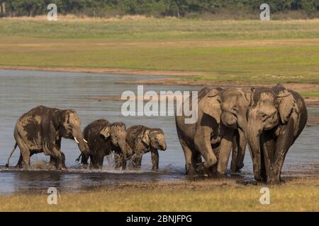 Asiatischer Elefant (Elephas maximus), Familienwasser und Baden, Jim Corbett Nationalpark, Indien. Stockfoto