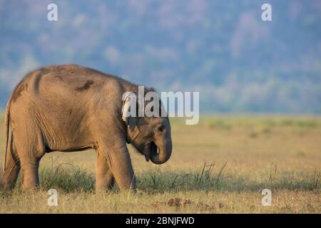 Asiatischer Elefant (Elephas maximus), junges Kalb, das auf Gras füttert, Jim Corbett National Park, Indien. Stockfoto