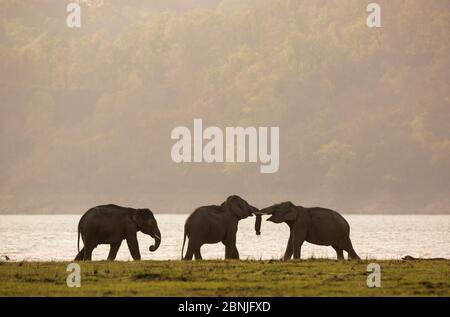 Asiatischer Elefant (Elephas maximus), junger Rüde, der in der Abenddämmerung Sparring macht. Jim Corbett National Park, Indien. Stockfoto