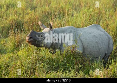 Indisches Nashorn (Rhinoceros unicornis) junges Männchen in hohem Gras. Kaziranga National Park, Indien, Februar. Stockfoto