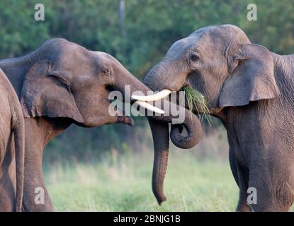 Asiatischer Elefant (Elephas maximus) junge Männchen, die sich ausscheren. Jim Corbett National Park, Indien. Stockfoto