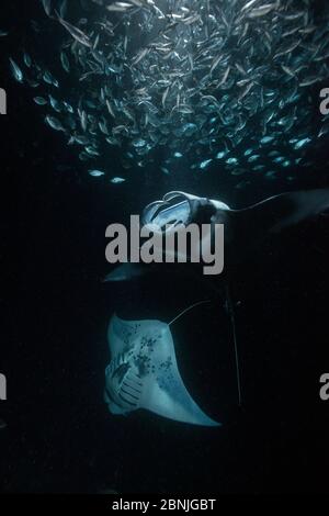 Reef Mantarochen (Manta alfredi) ernähren sich von Plankton durch Licht in der Nacht angezogen, unter Schulbildung Hawaiian flagtail (Kuhlia) xenura akako Bay, Keahole, Stockfoto