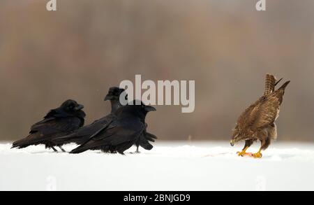 Bussard (Buteo buteo) und Raben (Corvus corax) im Schnee, Polen, Februar. Stockfoto