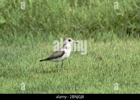 Großer Sandpflügen (Charadrius leschenaultii) auf Gras, Oman, August Stockfoto