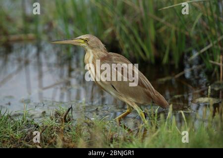 Gelbe Bitterblume (Ixobrychus sinensis) am Wasserrand, Oman, August Stockfoto