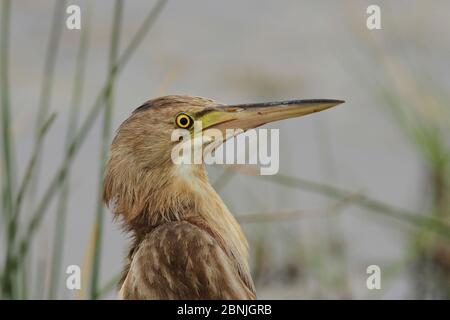 Gelbe Bitterblume (Ixobrychus sinensis) Kopfportrait, Oman, August Stockfoto